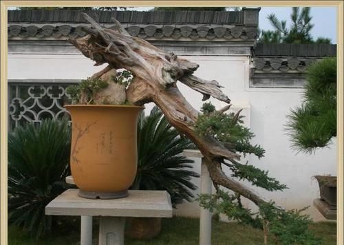 枯树盆景如何修剪？