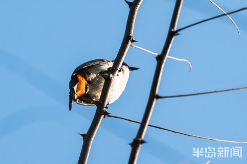 青岛|最南方的红耳鹎，冬天来了青岛