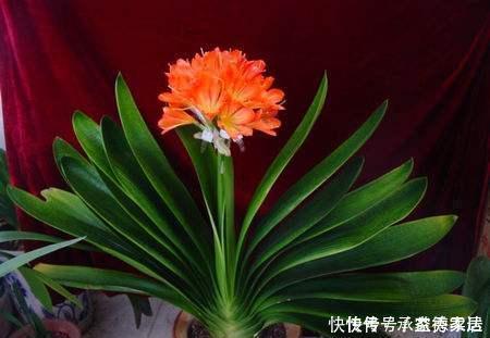 这些废料是个宝,浇君子兰,叶绿花艳效果好