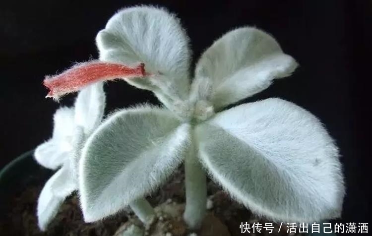 这些毛绒绒的多肉不要太萌!见到了就要买回家的萌宝~