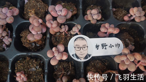 肉友|养多肉浇水需要注意细节,浇水方式要考虑多方面,才能养好肉肉