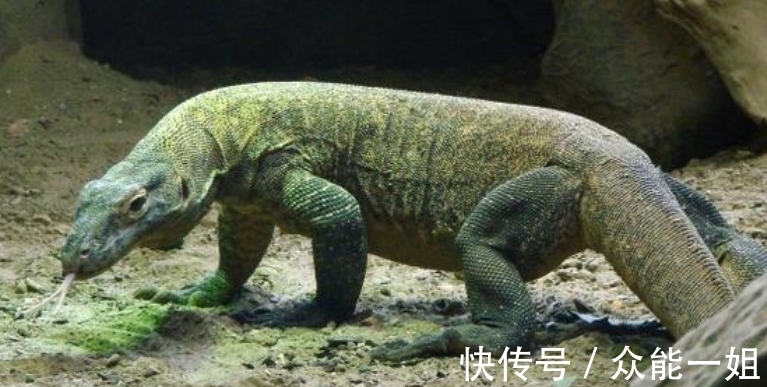 雀鹰|完全冻结的木蛙，与人类指纹几乎相同的考拉，你不知道的生物知识
