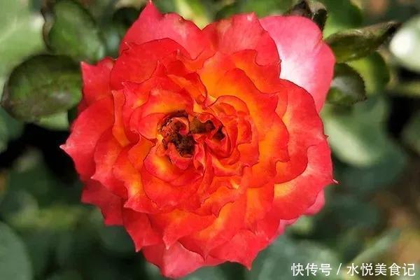 22种最漂亮的月季,一次能开300天,满屋飘香开花多