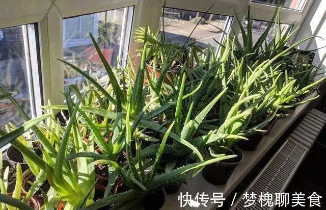 空气|卧室养花,就养几种“健康”花,空气清新促睡眠,一觉睡到大天亮