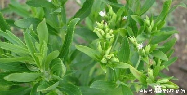 植物|农村一种“野草”，比白糖还甜50倍，却是天然“降糖药”，珍贵