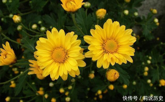 4种花很好养,耐热耐晒更耐旱,还能散发淡淡清香