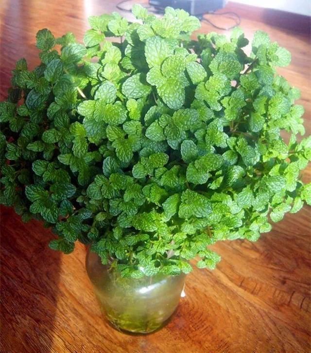 4种花最喜欢水，夏天养在“水缸”里，30天长爆盆、还开花