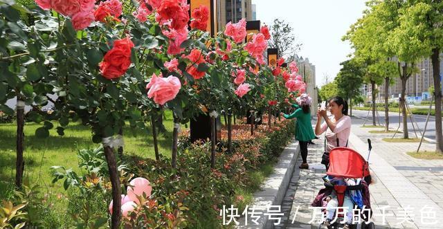 成就感|月季界的新宠,手把手教你制作树状月季,自己动手更有成就感