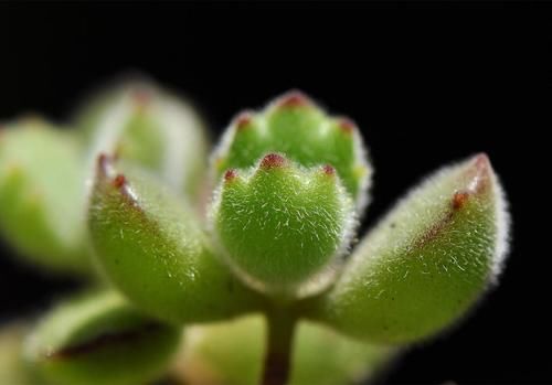 冬季熊童子变瘦，4月份做好4点后，“小熊掌”胖胖的