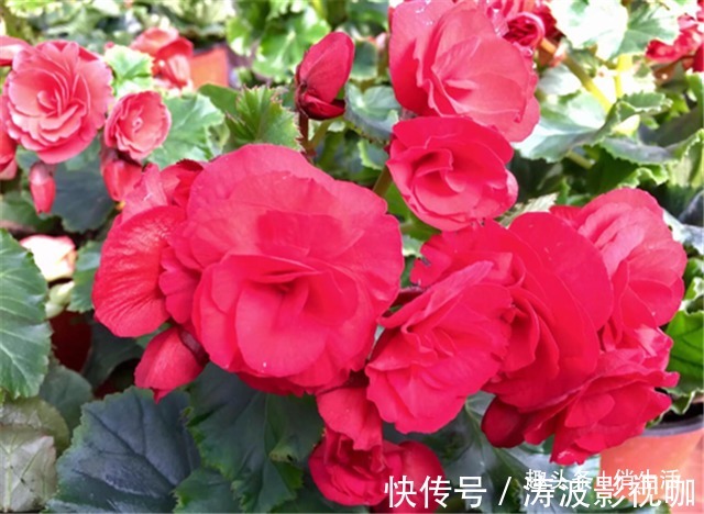 客厅养花,不如养盆“开花精品”丽格海棠,花朵茂密,花香四溢