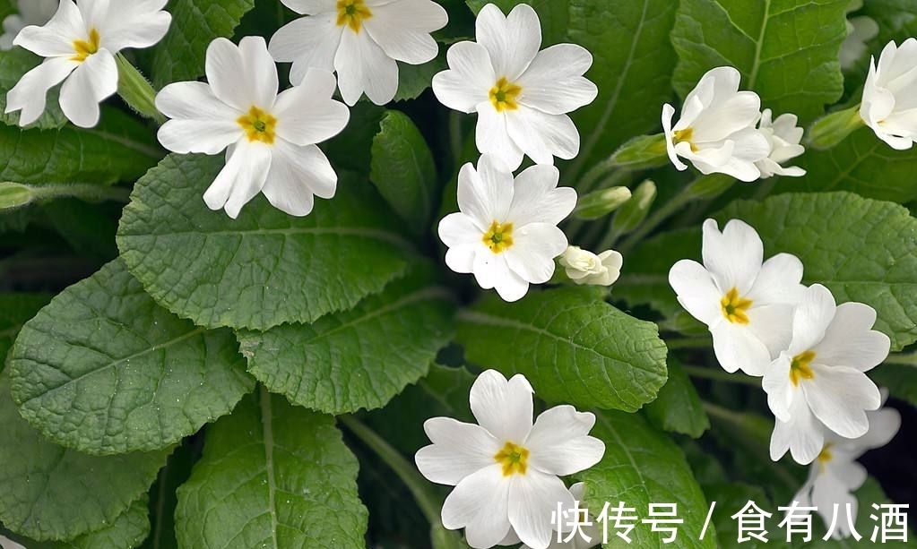 贝母|美丽而奇特,这些花的造型是你极少见到的,有你认识吗?(上)