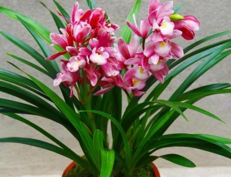 自带“贵气”的几种花,花大色艳,花香易打理,养在客厅美极了