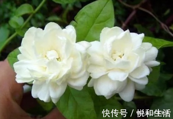 再见了绿萝！我国又一室内香花一夜走红，花开洁白，比桂花好闻