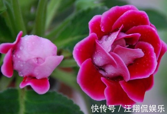 牡丹|家养一种“阴暗花”,暗光也能“旺”,花开胜牡丹,美过玫瑰花