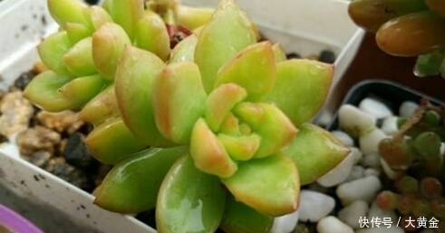 安全度|多肉度夏难?选择这些多肉植物准没错,安全度夏无压力!不要错过