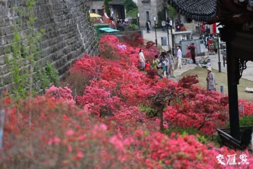 太美！ 南京城墙下的杜鹃花海来了