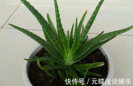 工作忙、没时间养花,不如盆栽这些懒人植物,沾土就能生根存活