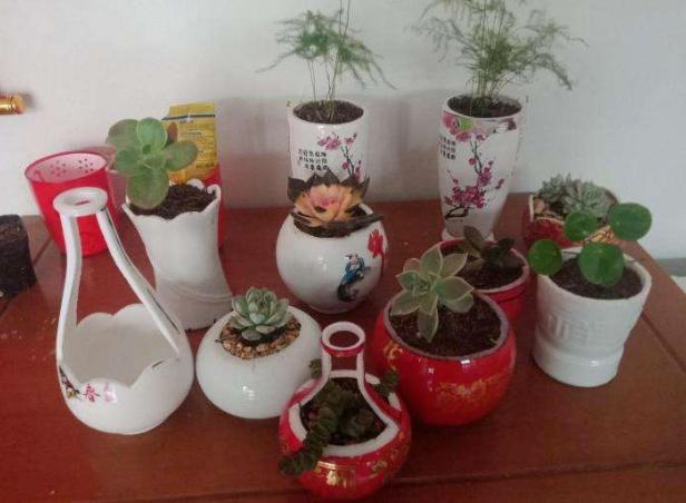 酒瓶外形好看就拿来当花盆,搭配文竹、吊兰、金枝玉叶,特美!