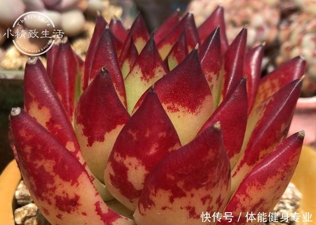 多肉植物上色,需要4个条件,你的肉肉没上色,是没用对方法!