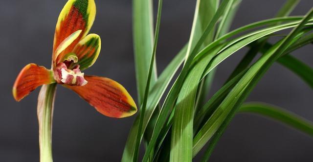 施肥|夏季养兰花要慎重,分清楚养护工作上的事,什么该做,什么不该做