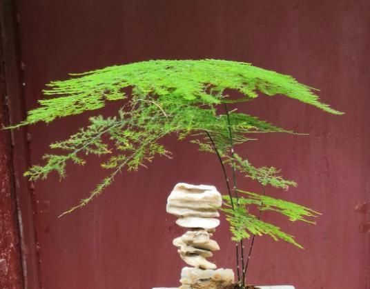 最不耐晒的3种花,养在室内才好看,搬出去一天就枯了