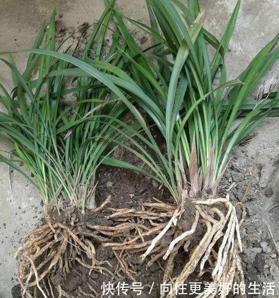 给“3种花”换盆，一定不能浇“定根水”，否则烂根多，容易死亡！