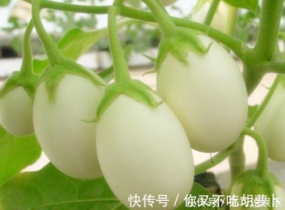 浇水|爷爷在阳台种“鸡蛋”，一盆收获20个，2个月摘一茬，够全家吃