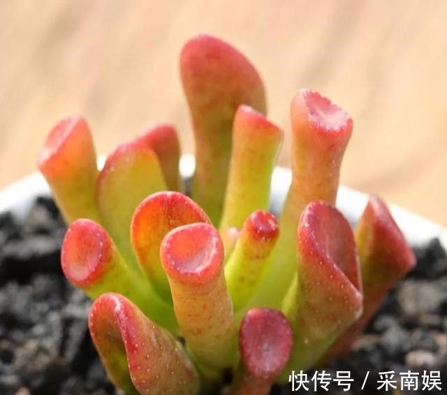 20款适合新手养的多肉,就算是养花杀手,也能养得又胖又美!