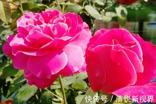 法兰西菊|喜欢养玫瑰,就养盆“玫瑰精品”粉和平玫瑰,雍容华贵,色彩艳丽