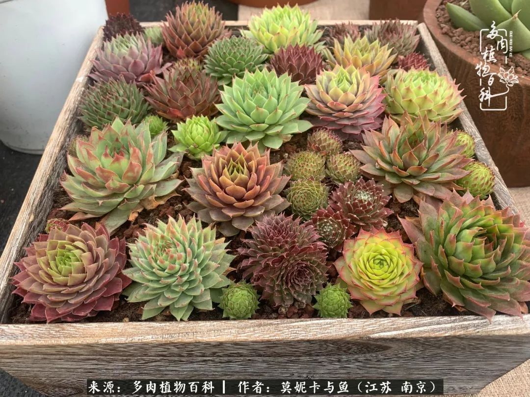 这多肉拼盘这么仙！如何制作达人手把手教你制作长生草拼盘！