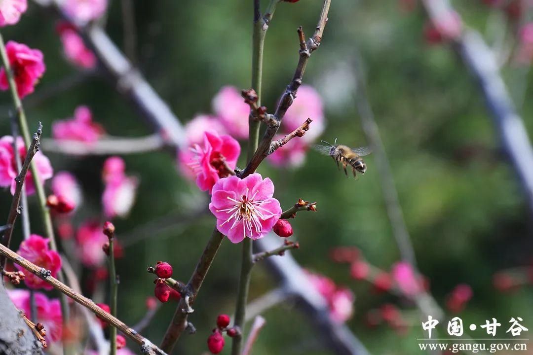 【春日印象】甘谷：梅花盛开春意闹