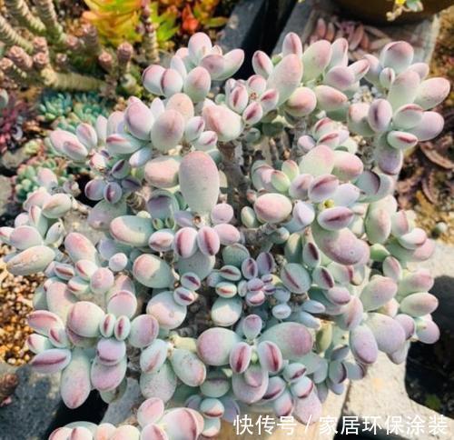 福娘|捡了一棵“秃顶”的多肉乒乓福娘,养2年完美逆袭,美呆了