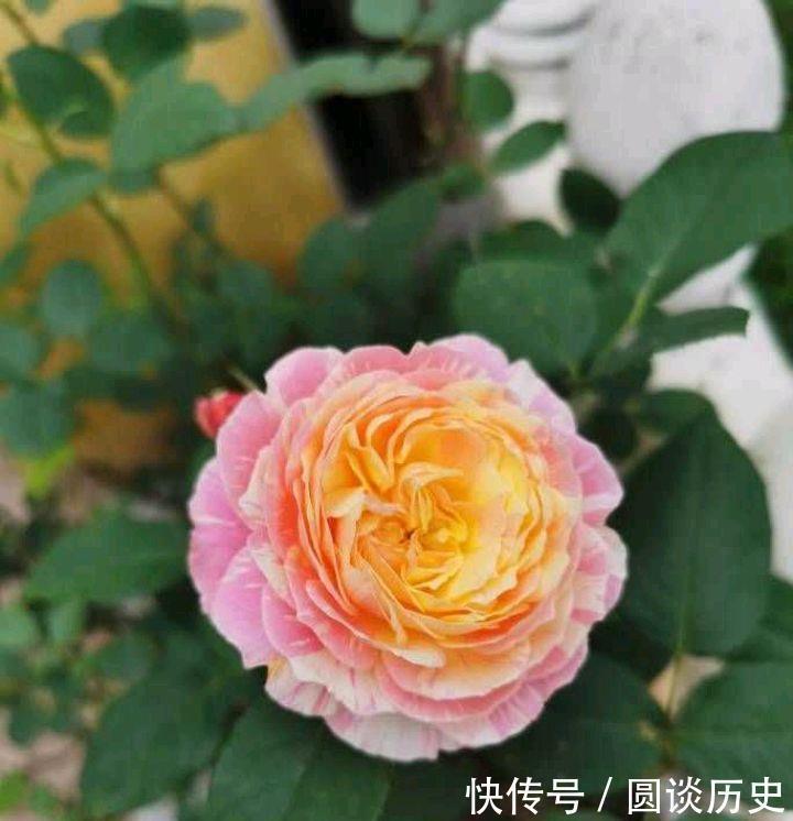 莫奈|月季中好养又美丽的“2种”，除了修剪施肥不用管，一直能开花