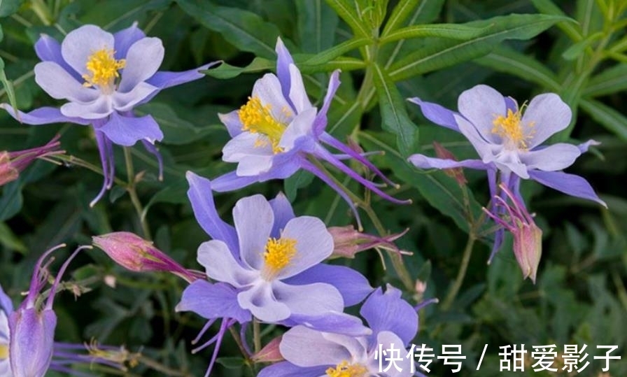 “名字很土,花朵好看”的3种花,皮实好养不怕冷,适合新手花友