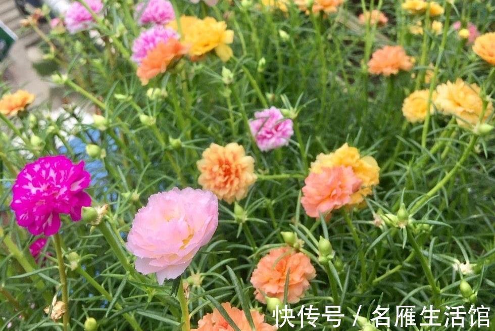 单瓣|重瓣太阳花怎么养?记住这3点,花朵多花量大,又大又鲜艳