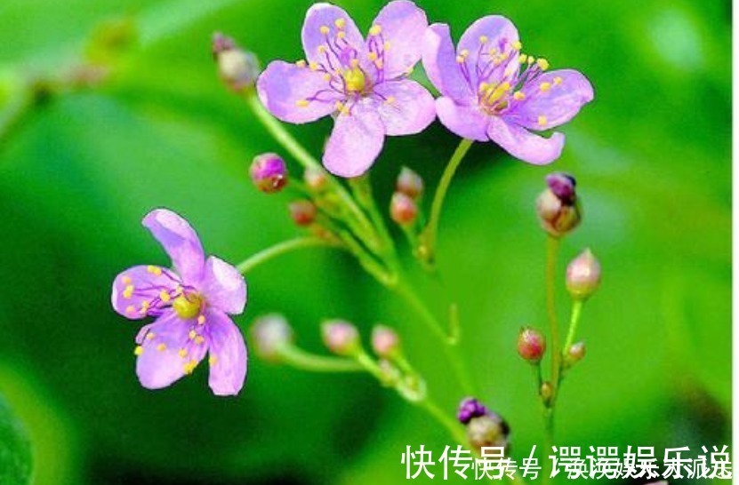 药用价值|农村遍地都是“土人参”,不仅招财,还是高档的补品,却经常被踩