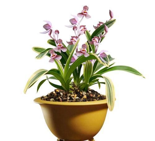  红杆|这款兰花比月季还美“三分”，红杆红花，香味扑鼻，每年开花数次