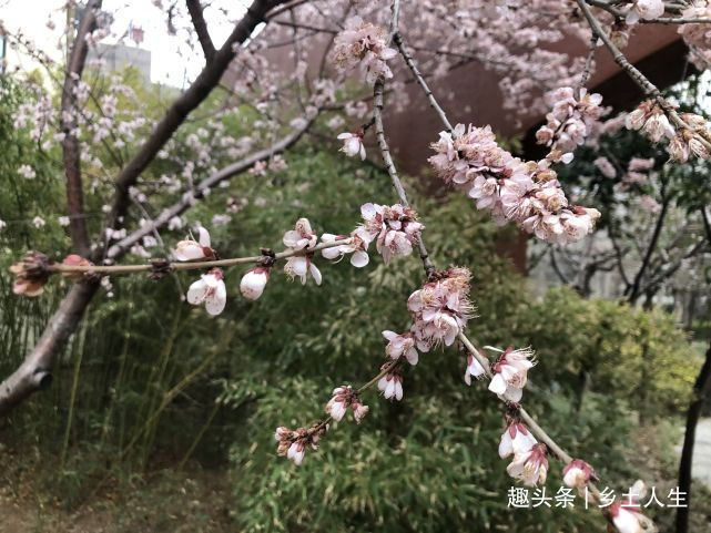 惊蛰将至,老话说寡年无春,惊蛰无雷,遍地