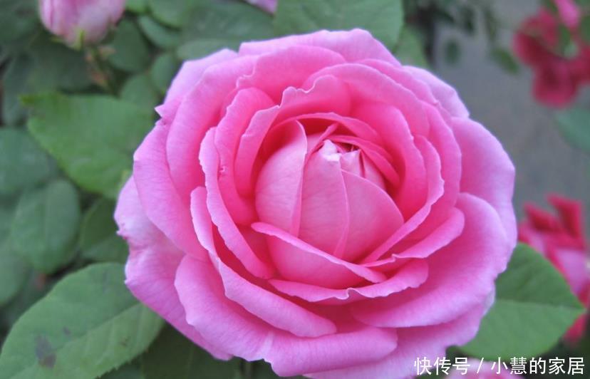 简单|6种四季常开的花,开花量大花香浓郁,养护简单爱开花