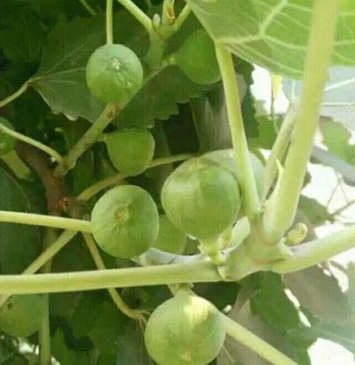  满满|旧水缸别扔，种下1棵无花果，果实大又甜，长势喜人收获满满