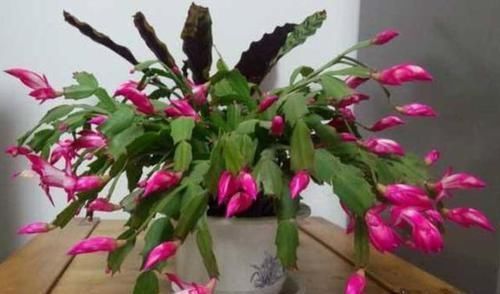 开花|想让蟹爪兰长得好,就用上2种料,保准一年能够开花200多天