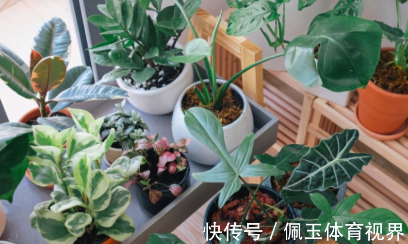 养花浇水不能大意,学会这些技巧,植物养得郁郁葱葱