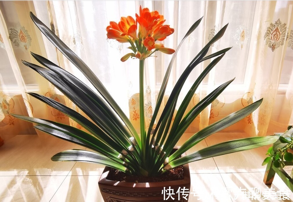 花期|“春不出,夏不晒,秋不干,冬不湿”,君子兰的四季莳养