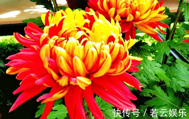 金红竞辉|喜欢菊花,就养盆“菊中珍品”金红竞辉,似红金赛舞,妖娆动人