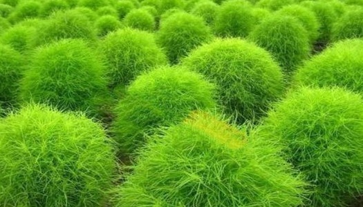 野生类|这种野菜营养丰富,5大功效清热解暑,排毒养颜,你吃对了吗