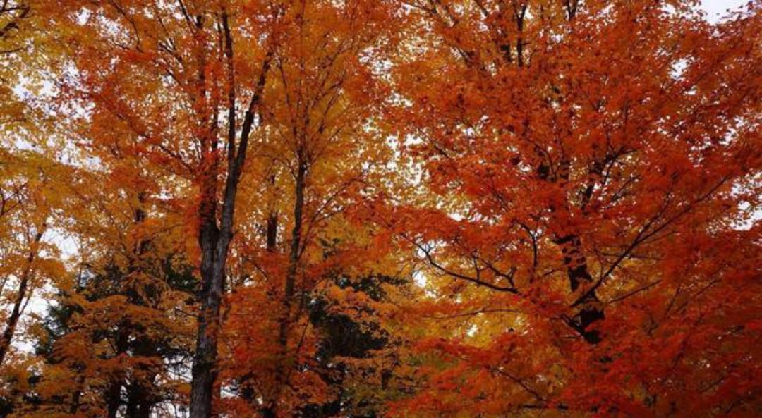 全唐诗|《全唐诗》里很深情的一首诗,从开篇到结尾句句深情,值得一读!