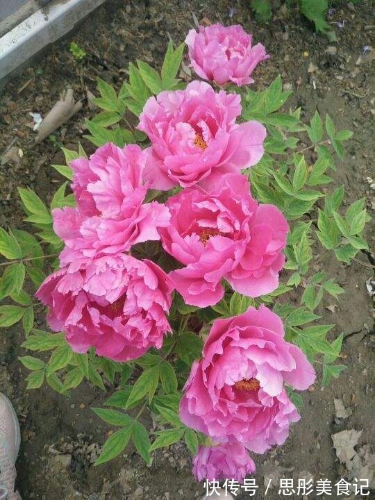 8种“富贵花”自带好运,花大优美,能养几十年,能值很多钱