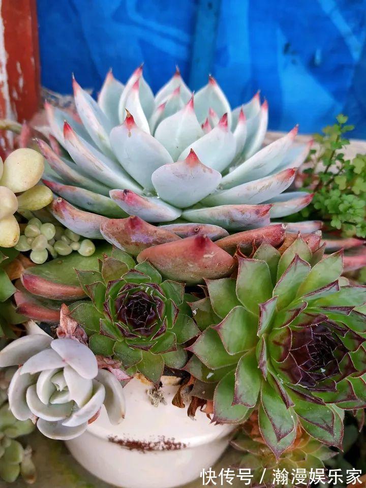 老少皆宜|农村爷爷养多肉,破缸、破鞋里都塞满,照样养的肥嘟嘟!