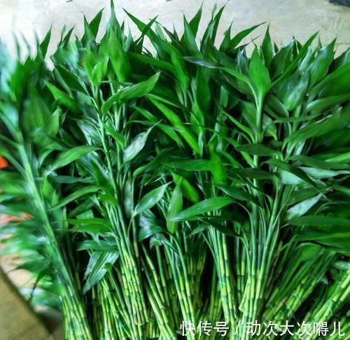 盆栽|客厅养花选它，比绿萝好养，养人还聚财，是家庭盆栽佳品