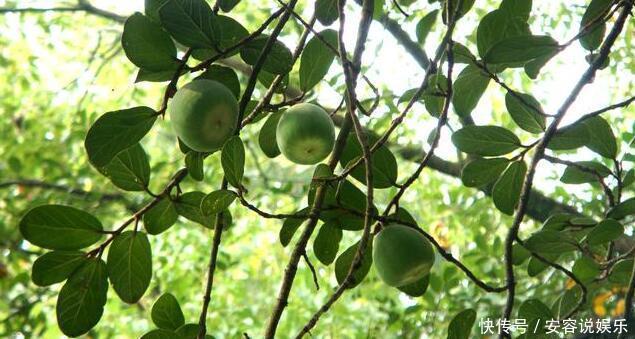 农村|农村这种野果被称为“女人的美容院男人的加油站”,你吃过没